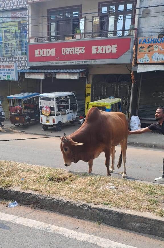 निगम द्वारा सड़कों आदि पर स्वतंत्र  विचरण करने  वाले 21 पषु कांजी हाउस भेजने की  कार्यवाही की